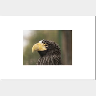 Stellers Sea Eagle Posters and Art